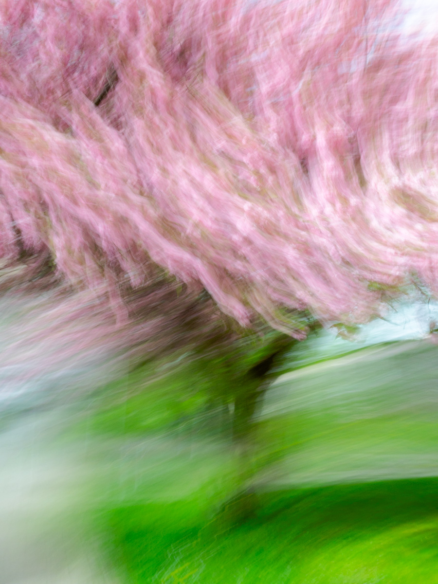 Cotton Candy Cherry | 2024